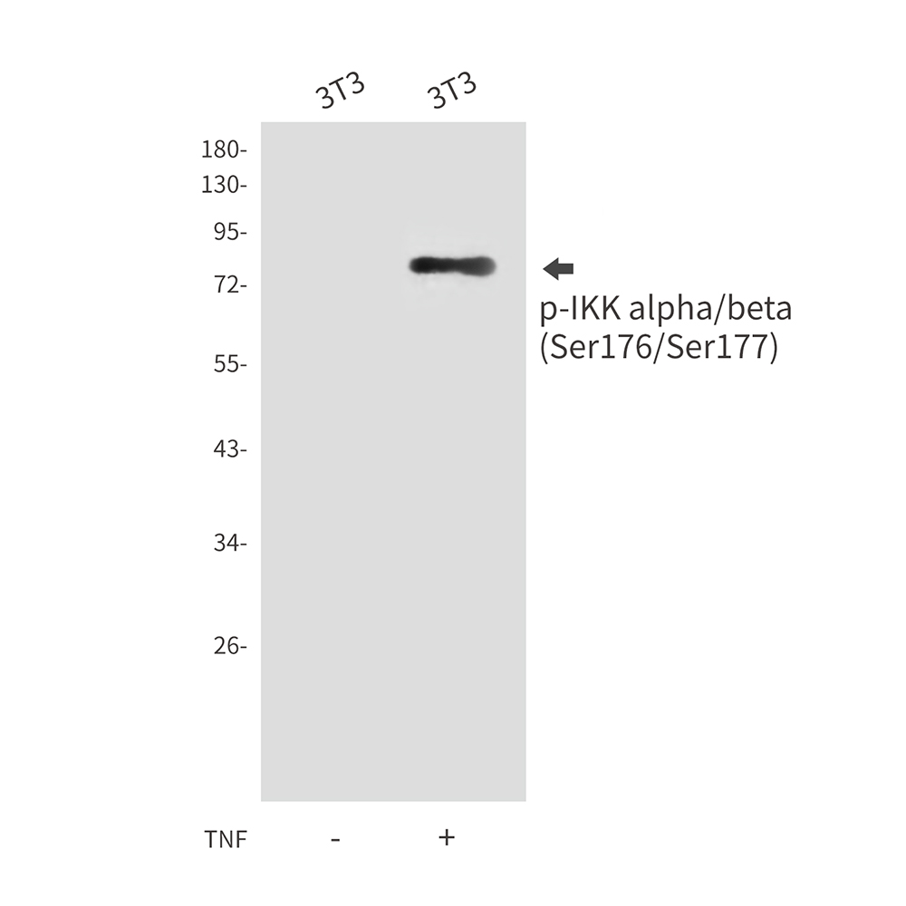 Phospho-IKK alpha/beta (Ser176/Ser177)