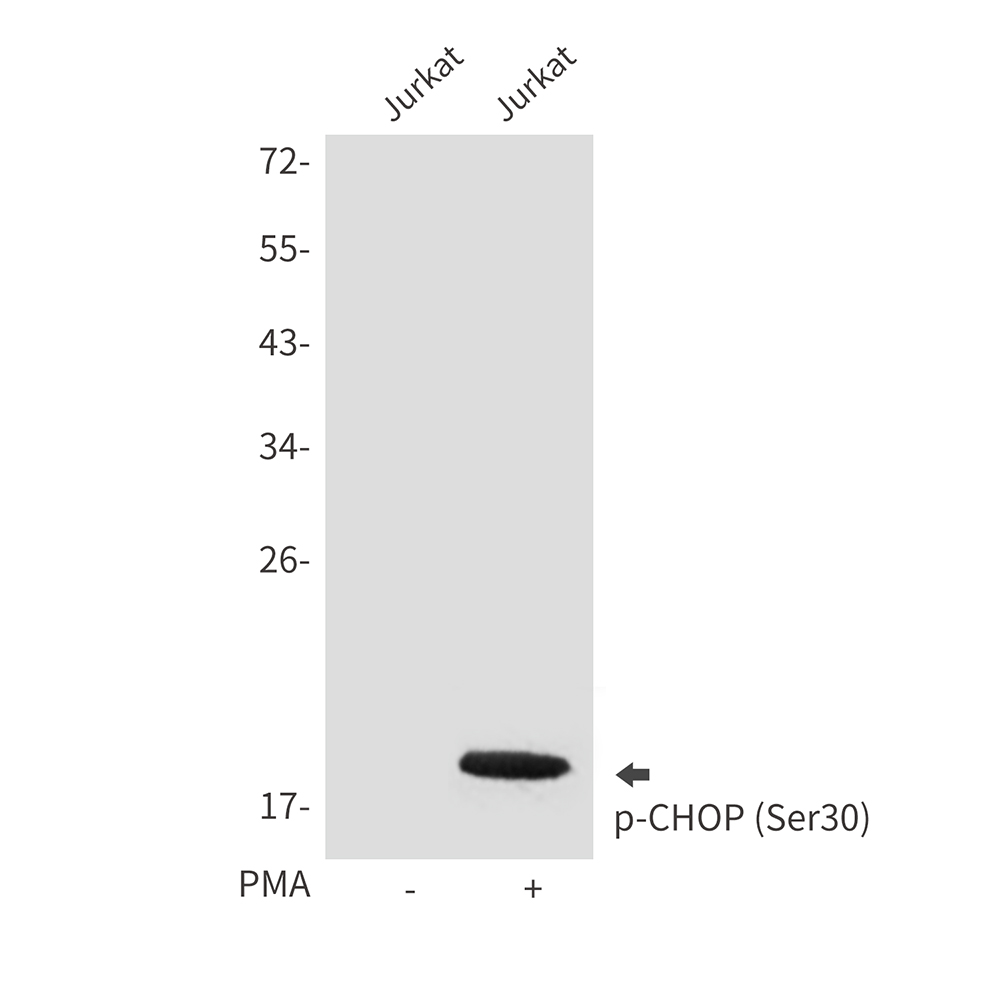 Phospho-CHOP (Ser30)