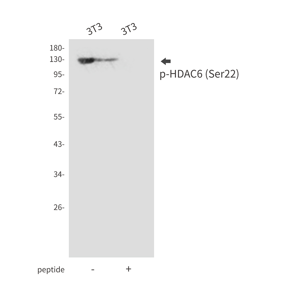 Phospho-HDAC6 (Ser22)