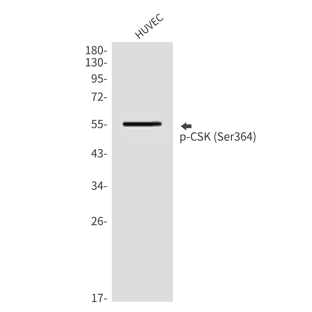 Phospho-CSK (Ser364)