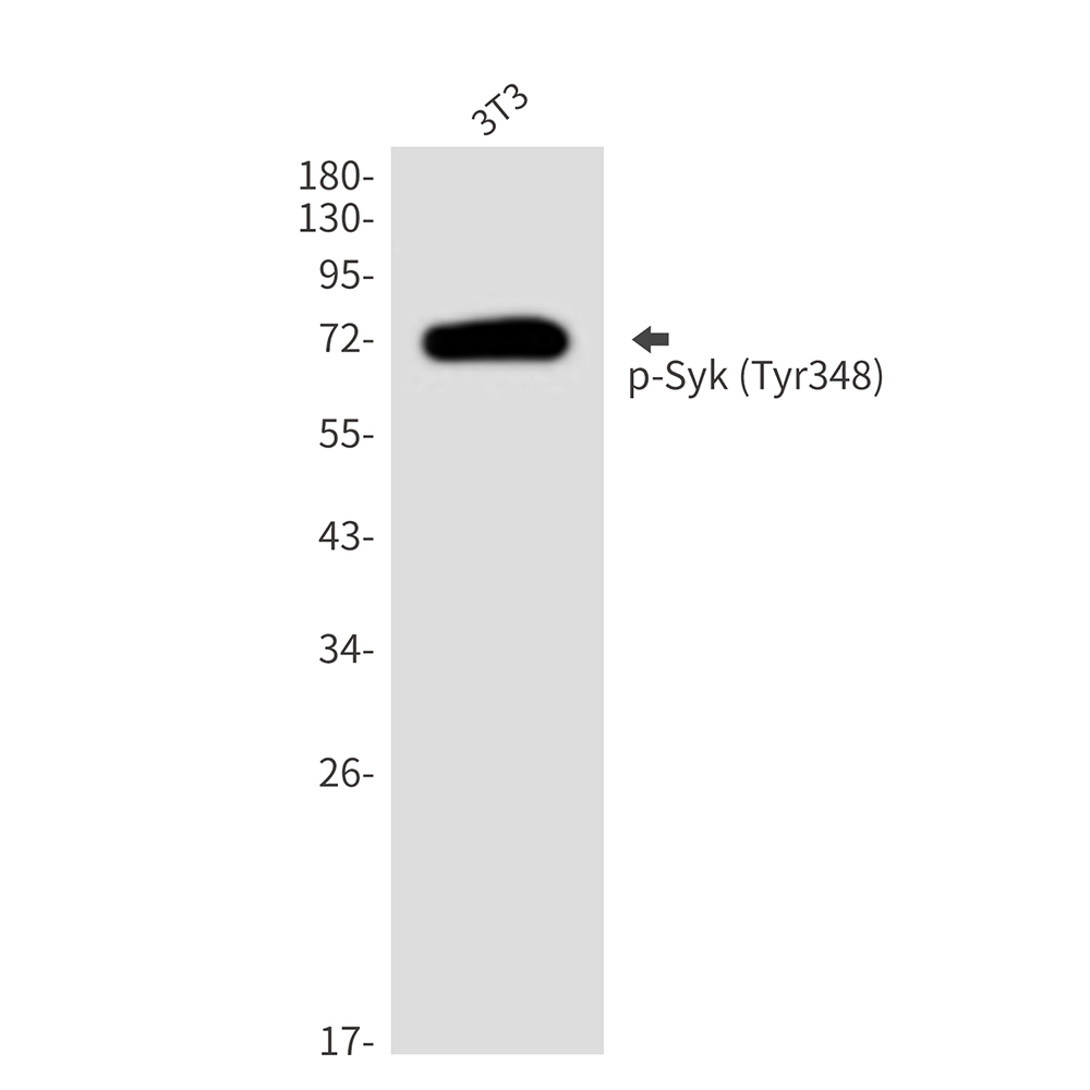 Phospho-Syk (Tyr348)