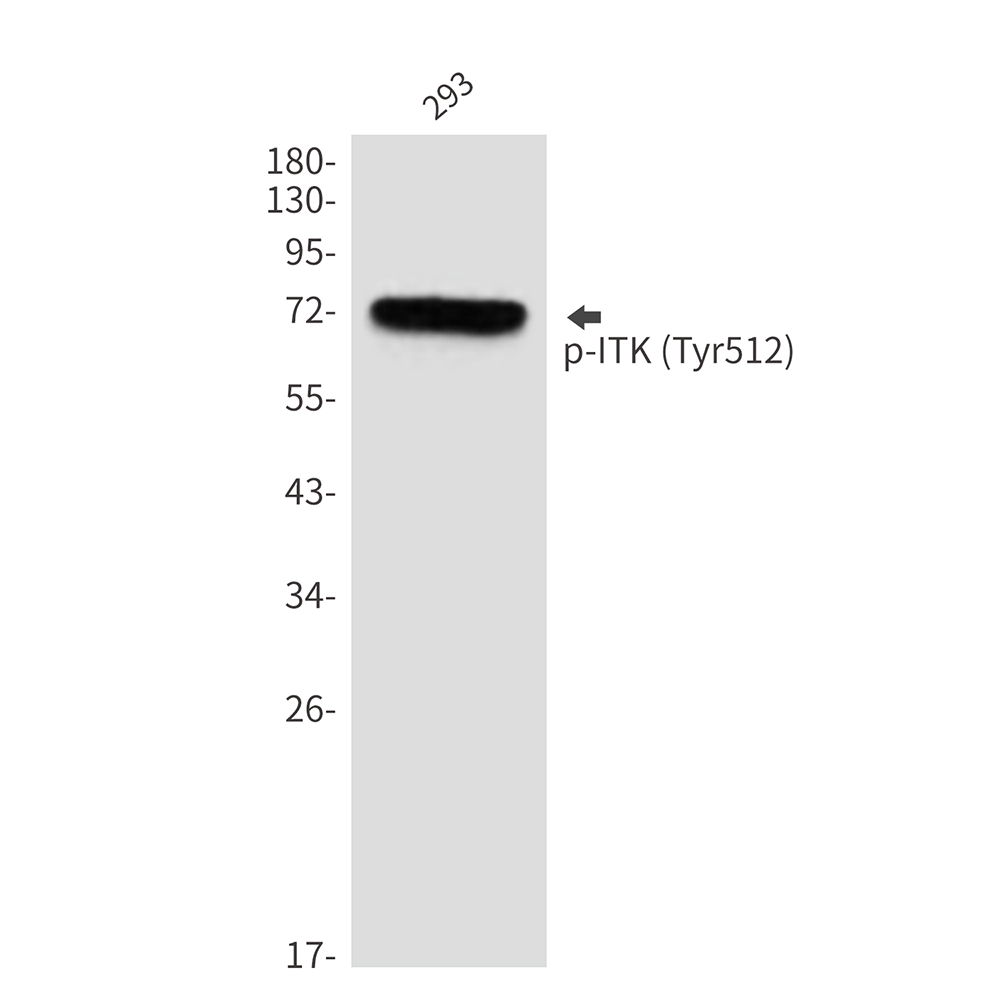 Phospho-ITK (Tyr512)