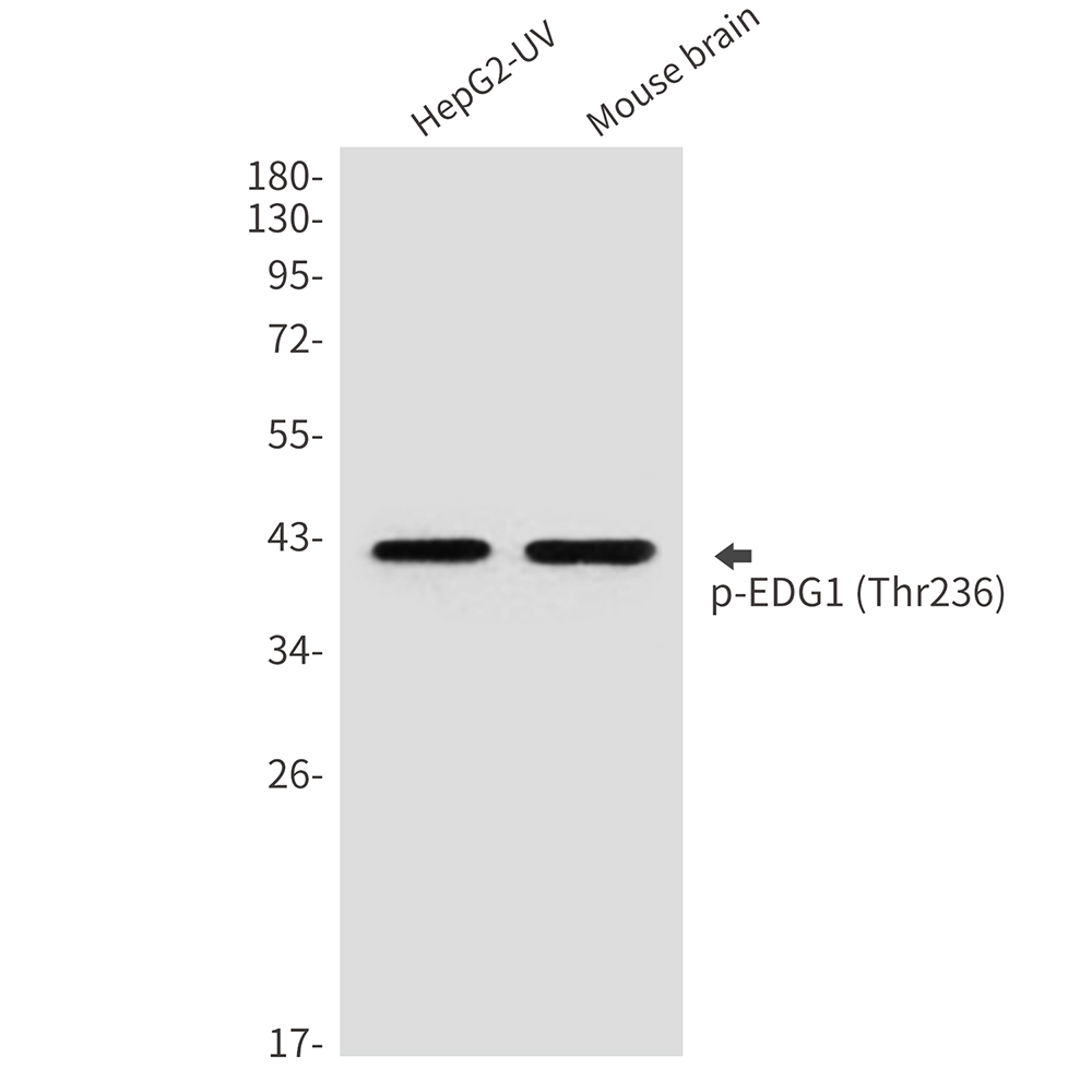 Phospho-EDG1 (Thr236)