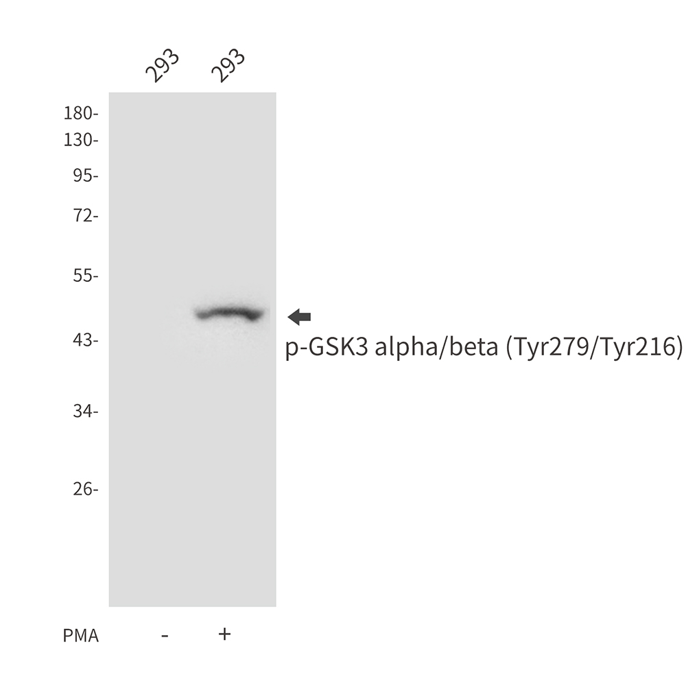 Phospho-GSK3 (Tyr279/Tyr216)