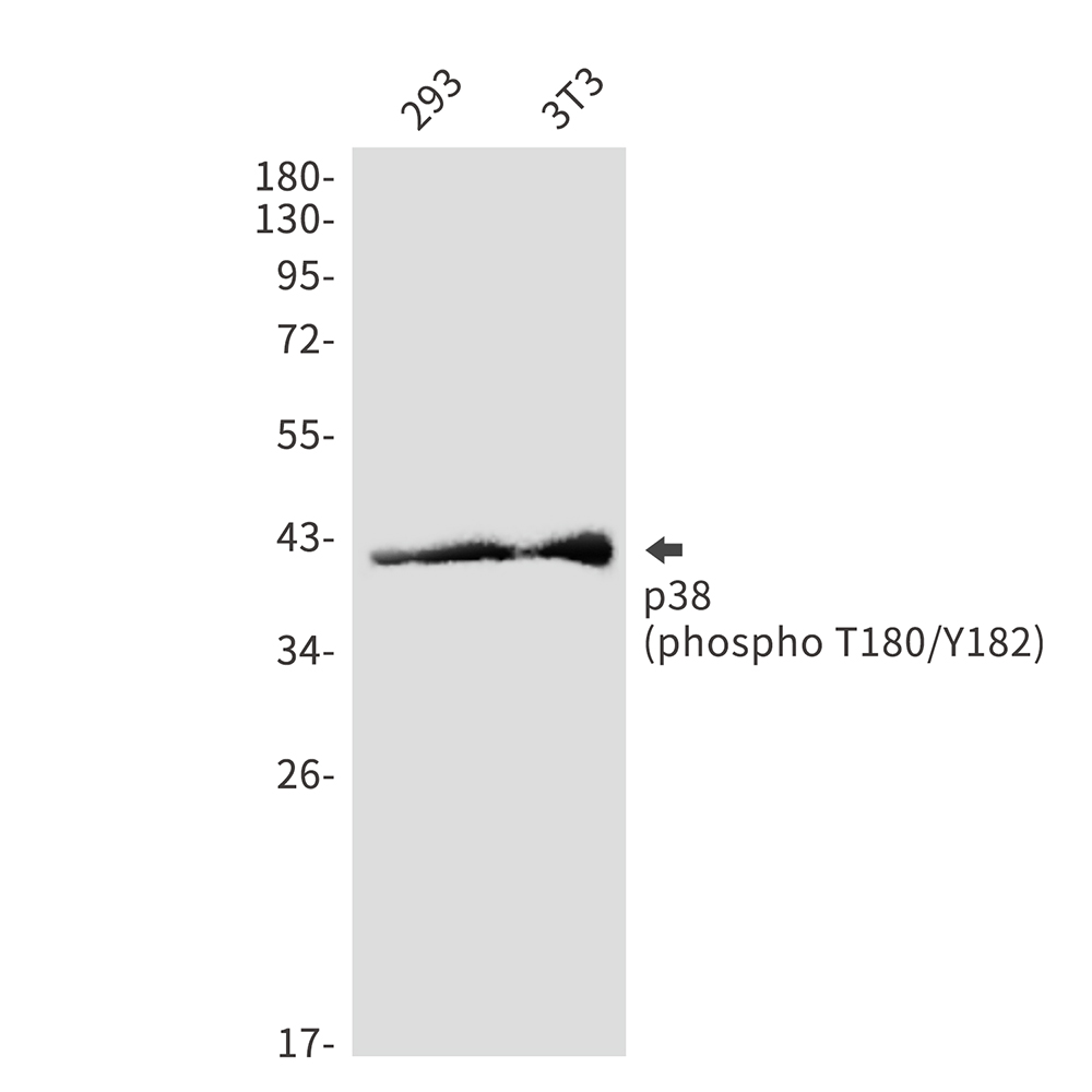 Phospho-p38 (Thr180/Tyr182)