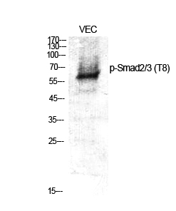 Phospho-Smad2/3 (Thr8)