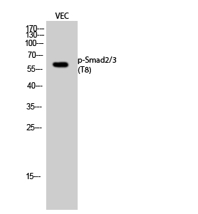 Rabbit Polyclonal Antibody to Phospho-Smad2/3 (Thr8)