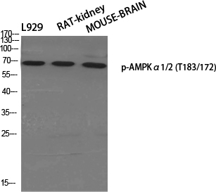 Phospho-AMPK alpha 1/2 (Thr183/Thr172)