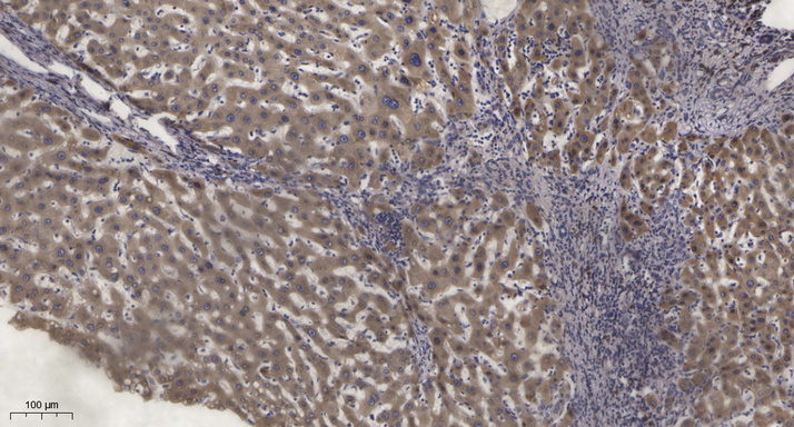 Rabbit Polyclonal Antibody to Phospho-PKC epsilon (Ser729)