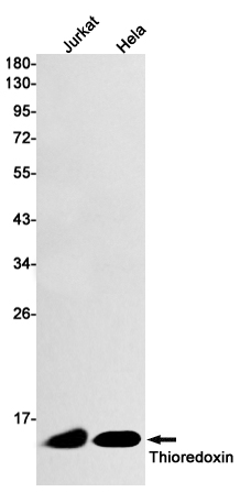 Thioredoxin