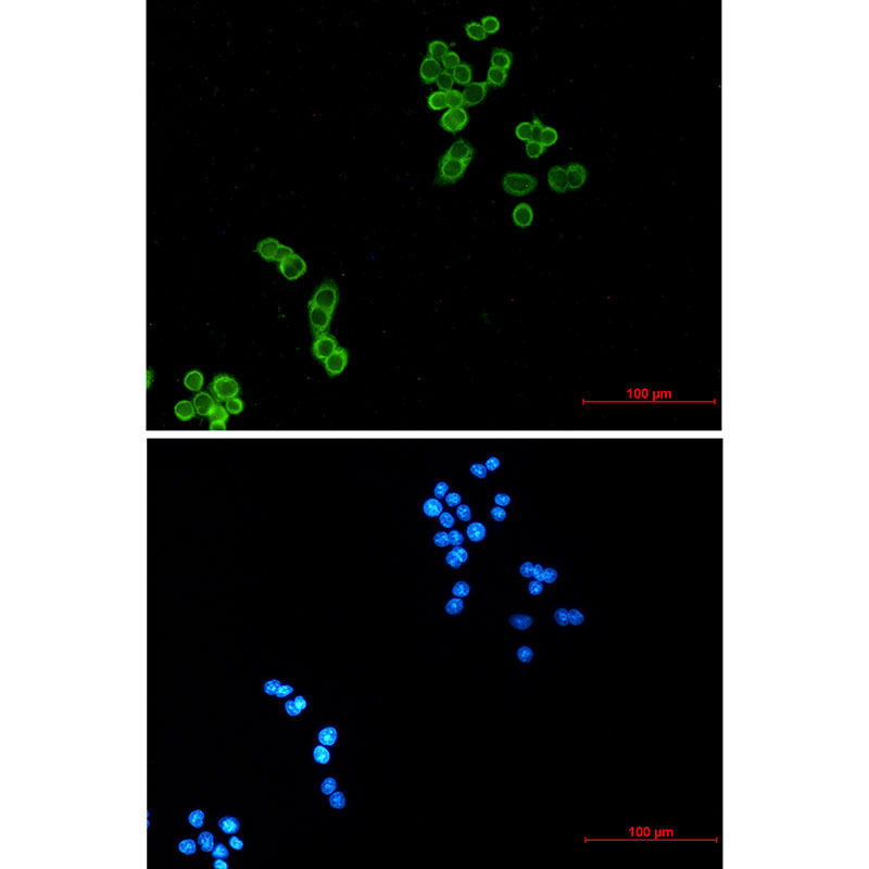 Rabbit Monoclonal Antibody to Thioredoxin