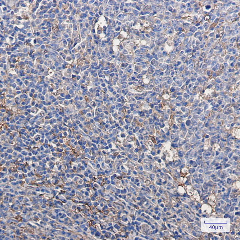 Rabbit Monoclonal Antibody to Thioredoxin