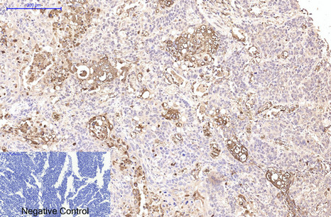 Mouse Monoclonal Antibody to CD15