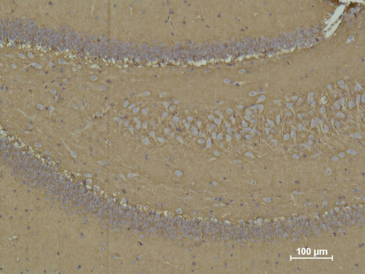 Mouse Monoclonal Antibody to CD15