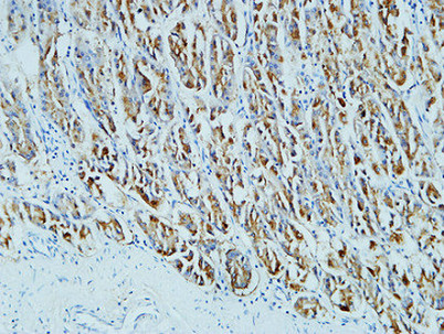 Mouse Monoclonal Antibody to CD15