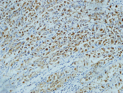Mouse Monoclonal Antibody to CD15
