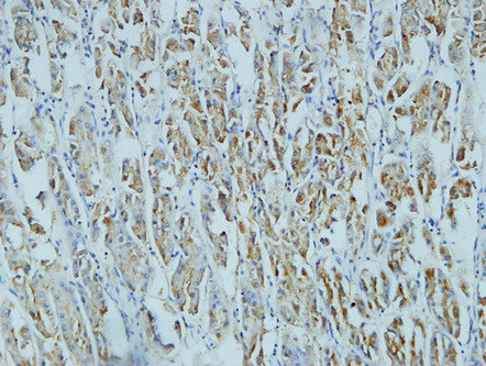 Mouse Monoclonal Antibody to CD15