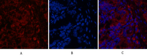 CD4