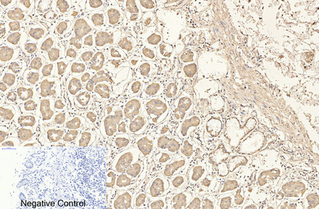 Mouse Monoclonal Antibody to CD4