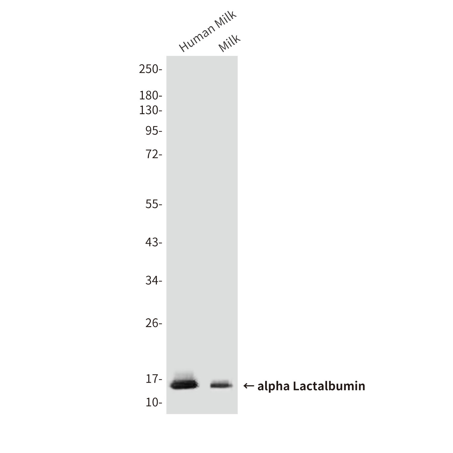 alpha Lactalbumin