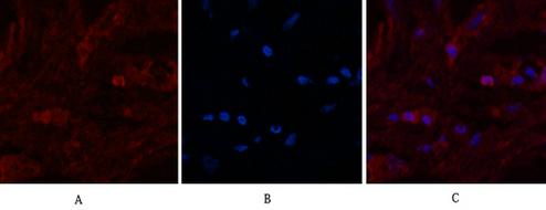 Mouse Monoclonal Antibody to alpha Lactalbumin