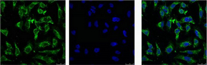 Mouse Monoclonal Antibody to EFHD1