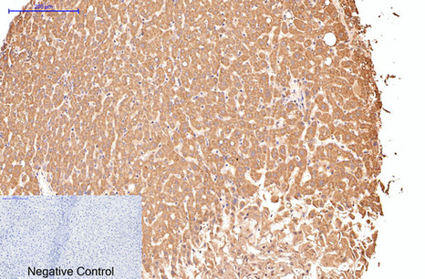 Mouse Monoclonal Antibody to CD16