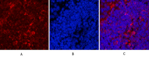 Mouse Monoclonal Antibody to Hsp90 beta