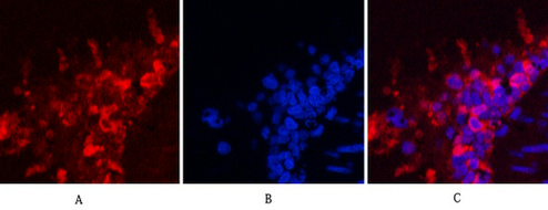 Mouse Monoclonal Antibody to Hsp90 beta