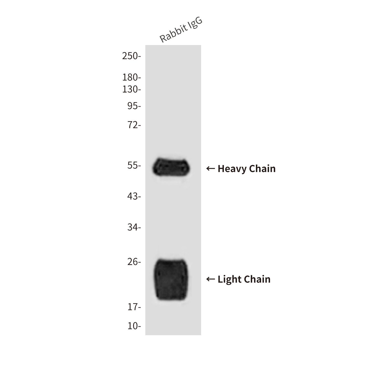 Rabbit IgG H&L