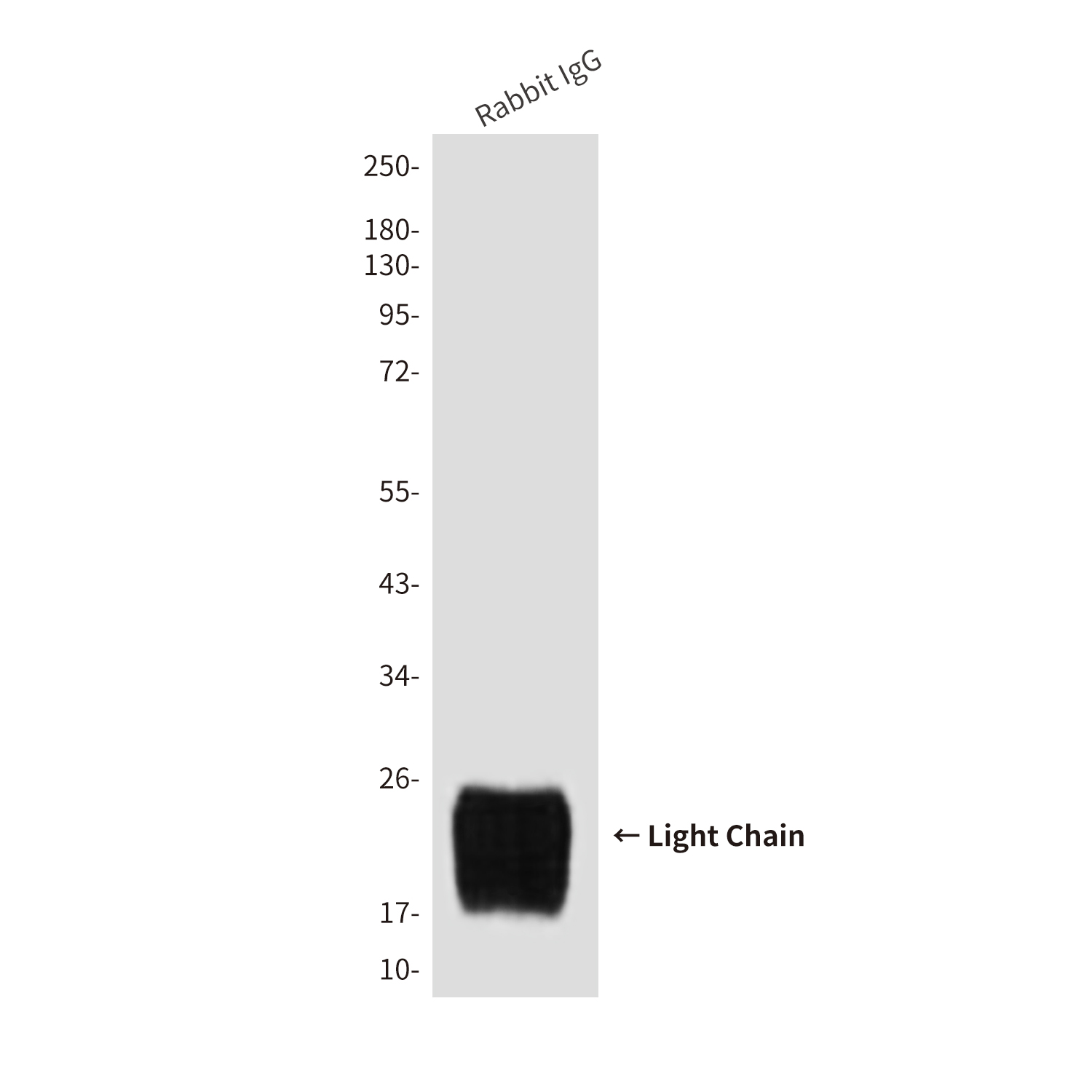 Rabbit IgG Light Chain