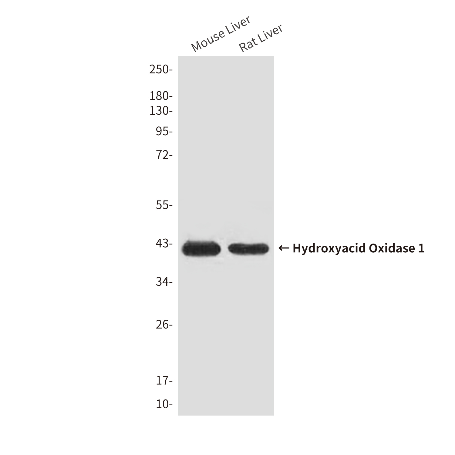 Hydroxyacid Oxidase 1