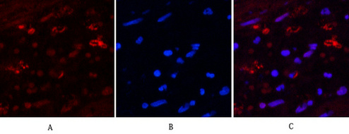 Mouse Monoclonal Antibody to Hydroxyacid Oxidase 1