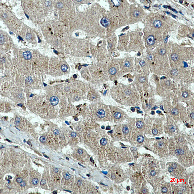 Mouse Monoclonal Antibody to beta I Tubulin