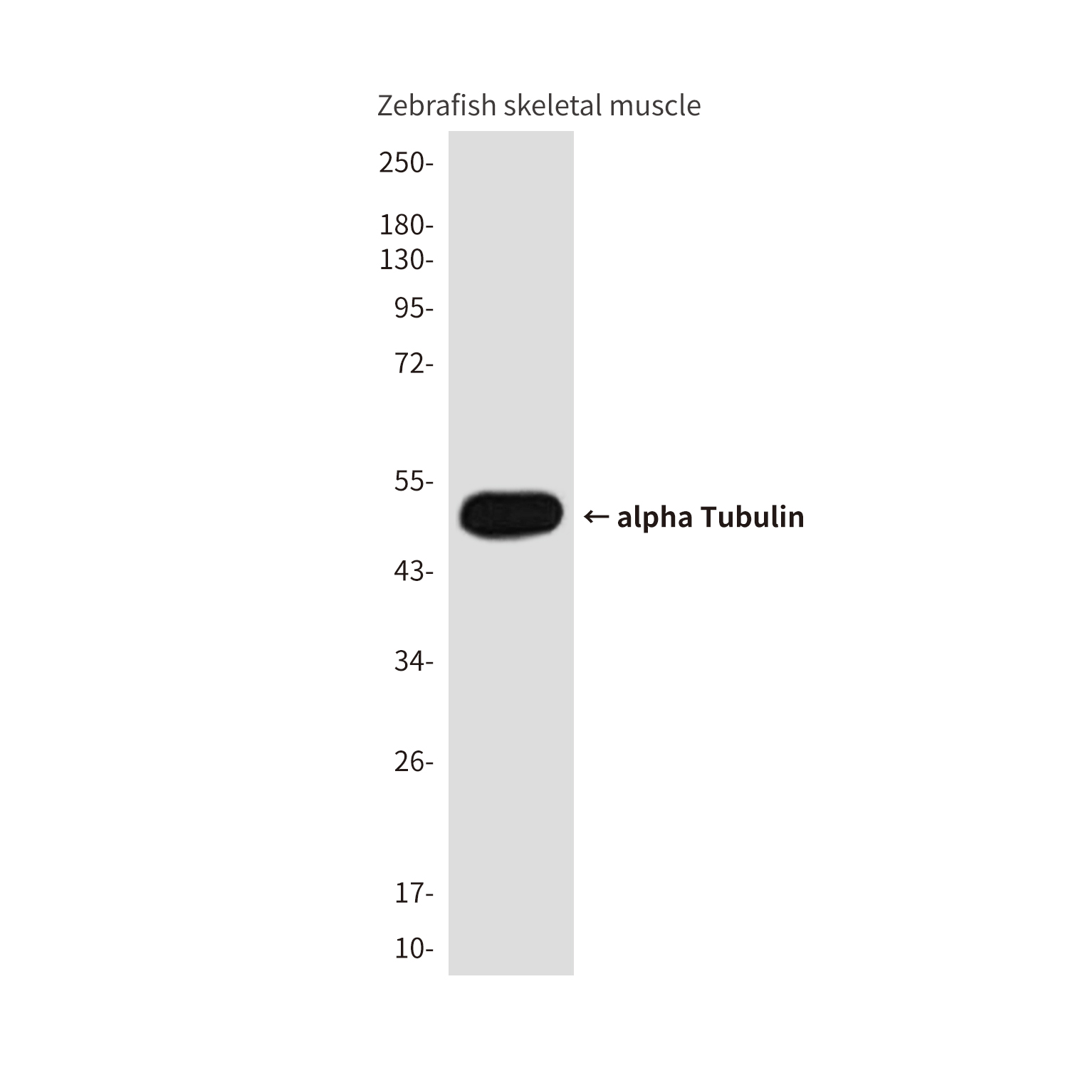 alpha Tubulin (Zebrafish Specific)