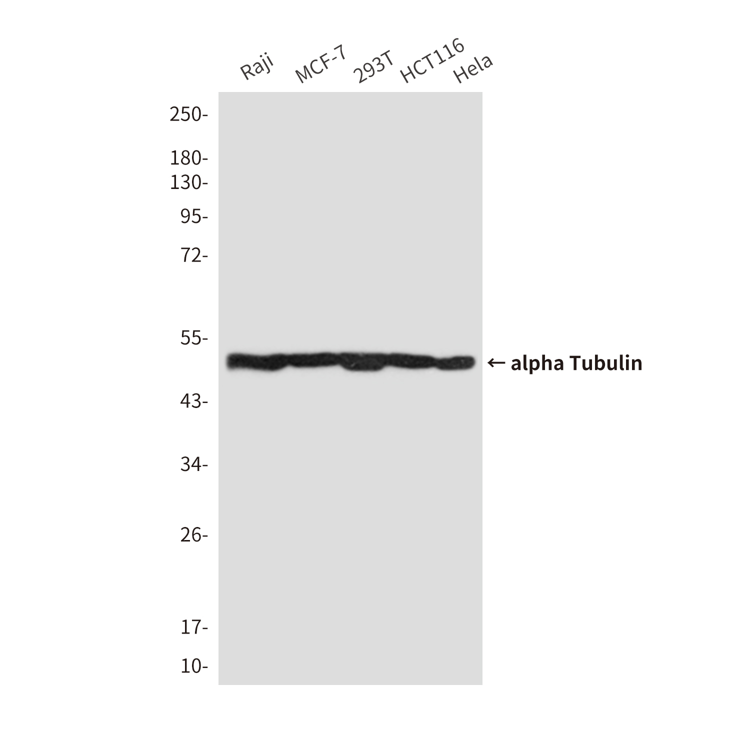 Mouse Monoclonal Antibody to alpha Tubulin (Zebrafish Specific)