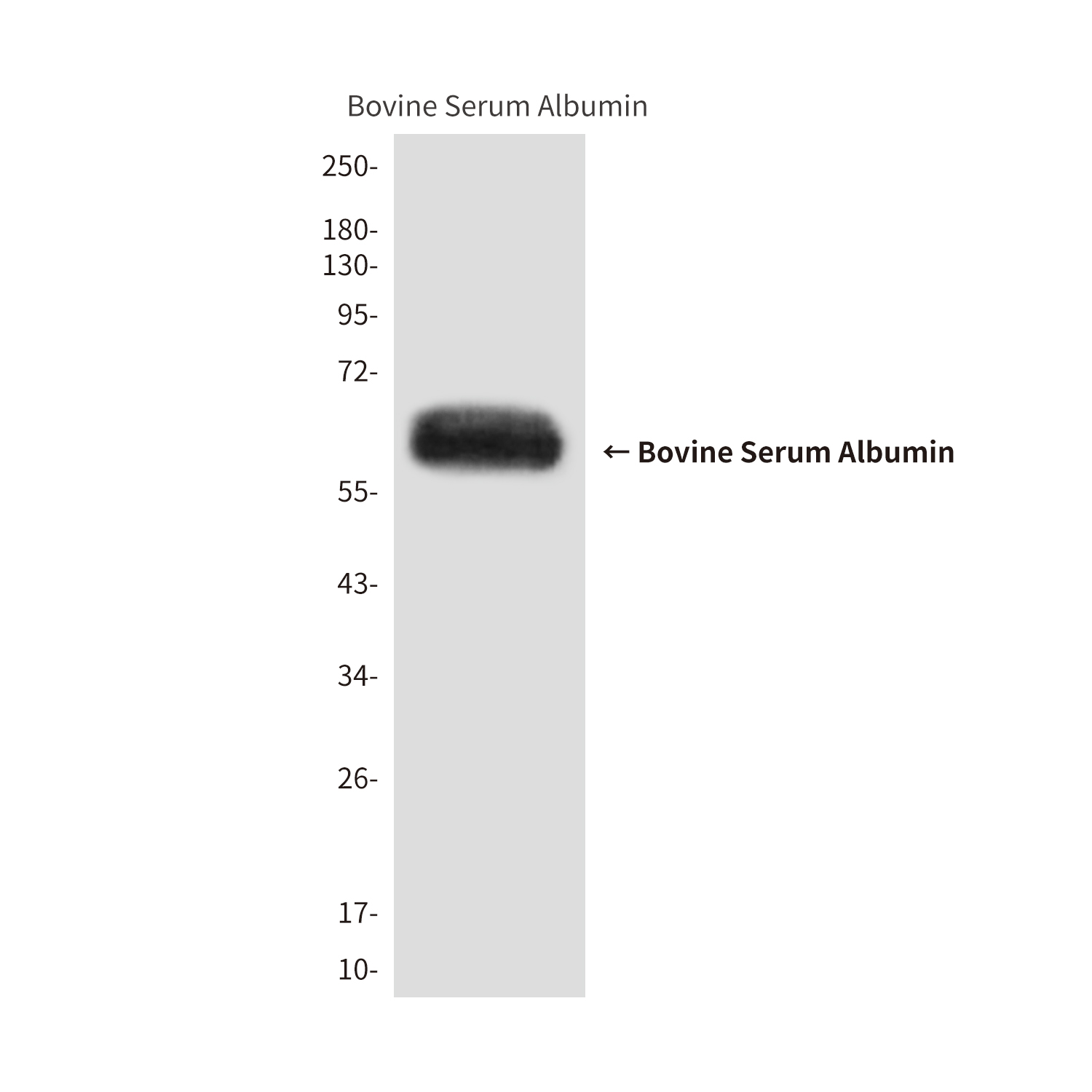 Bovine Serum Albumin
