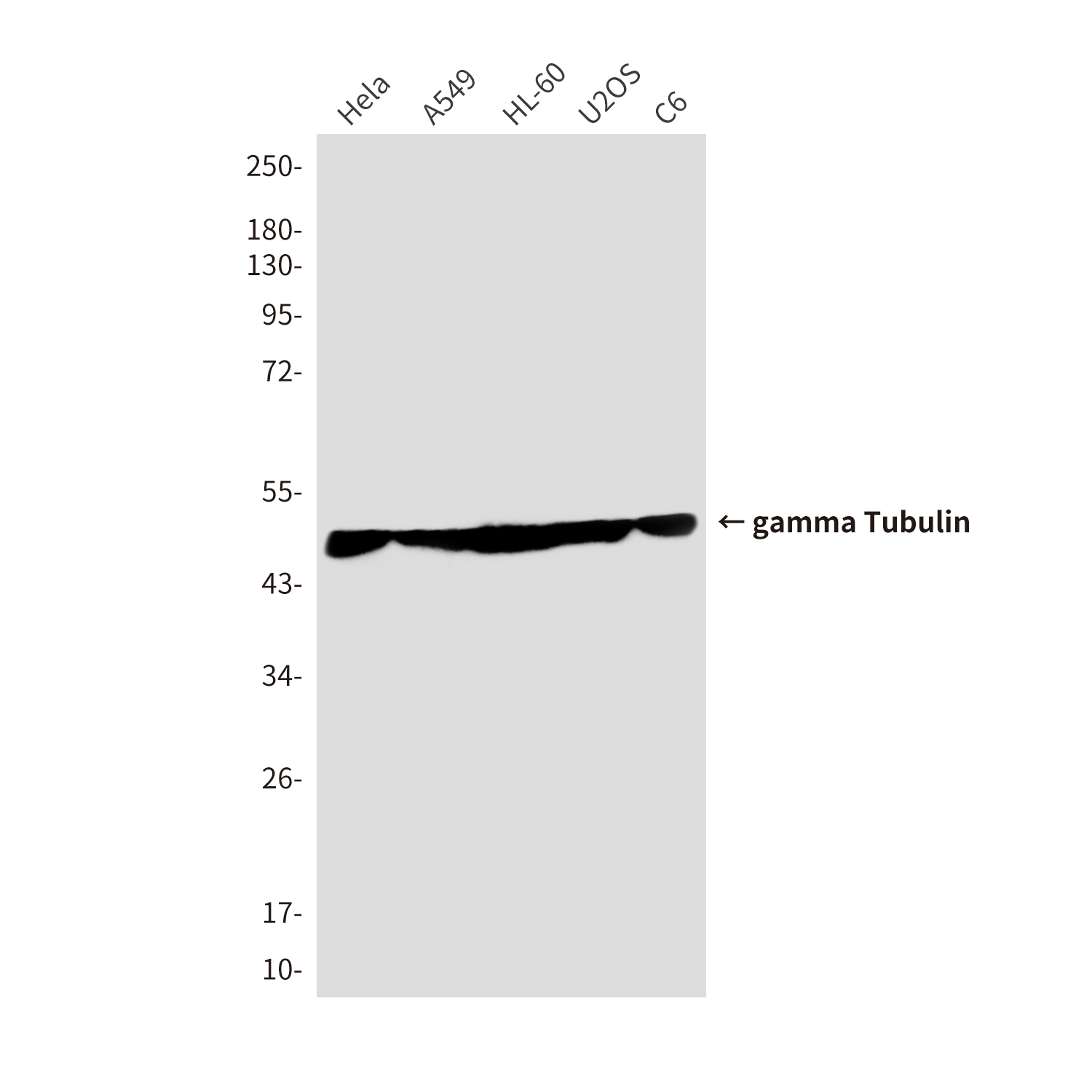 Mouse Monoclonal Antibody to gamma Tubulin