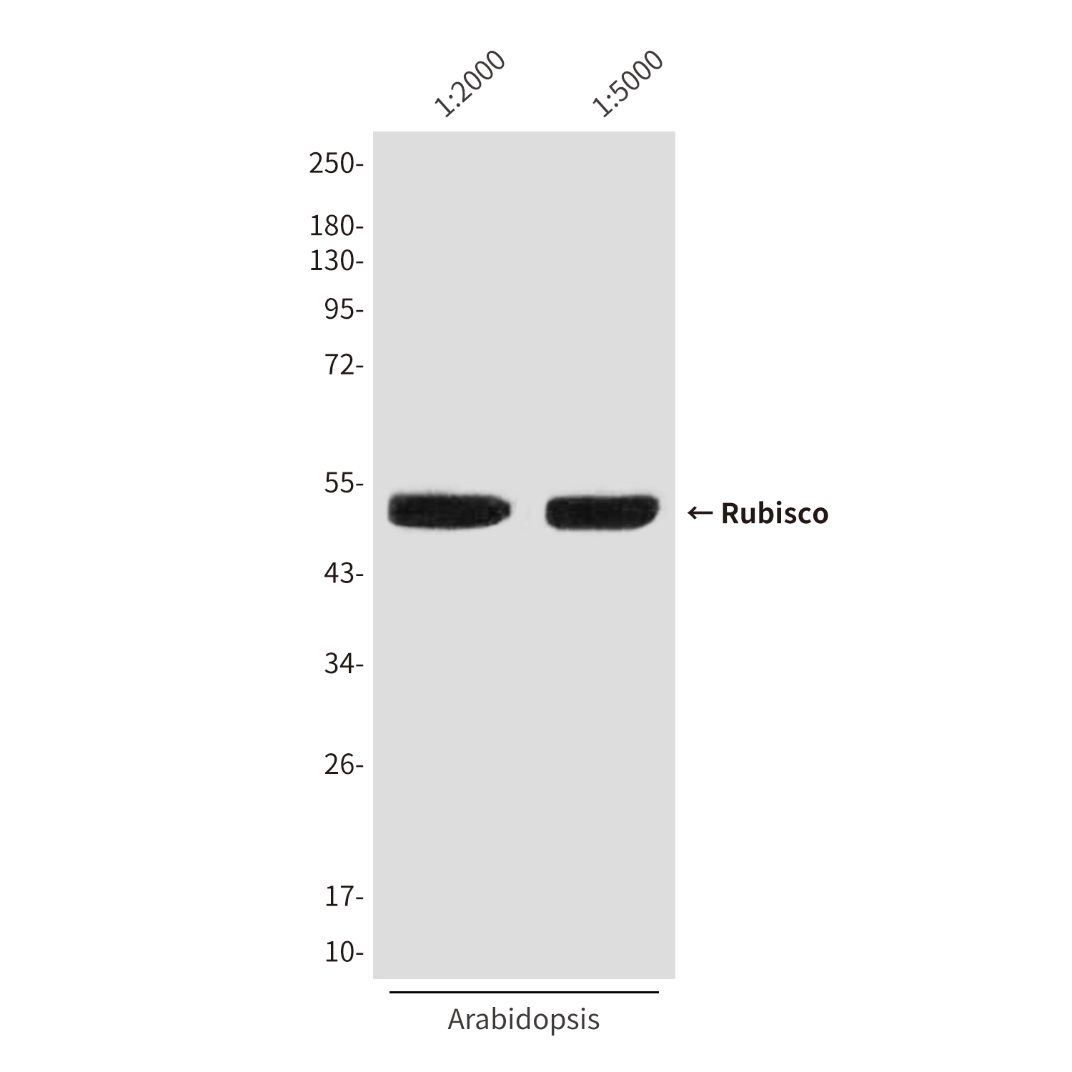 Rubisco