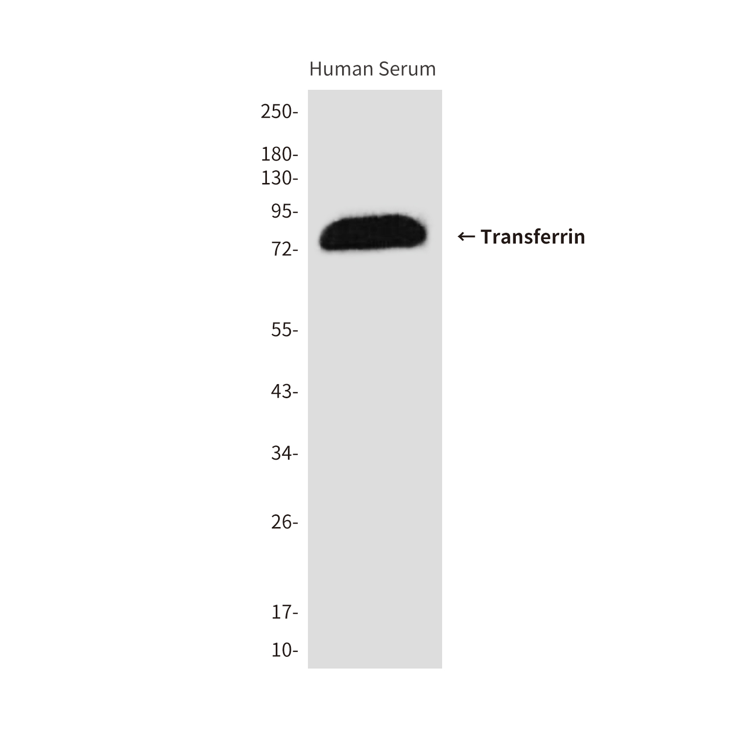 Transferrin
