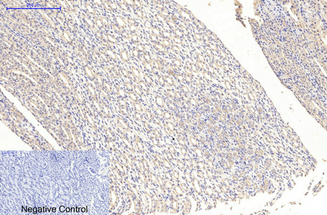 Mouse Monoclonal Antibody to MAP2