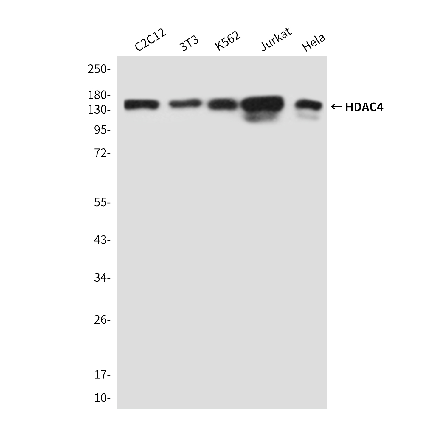 Mouse Monoclonal Antibody to HDAC4