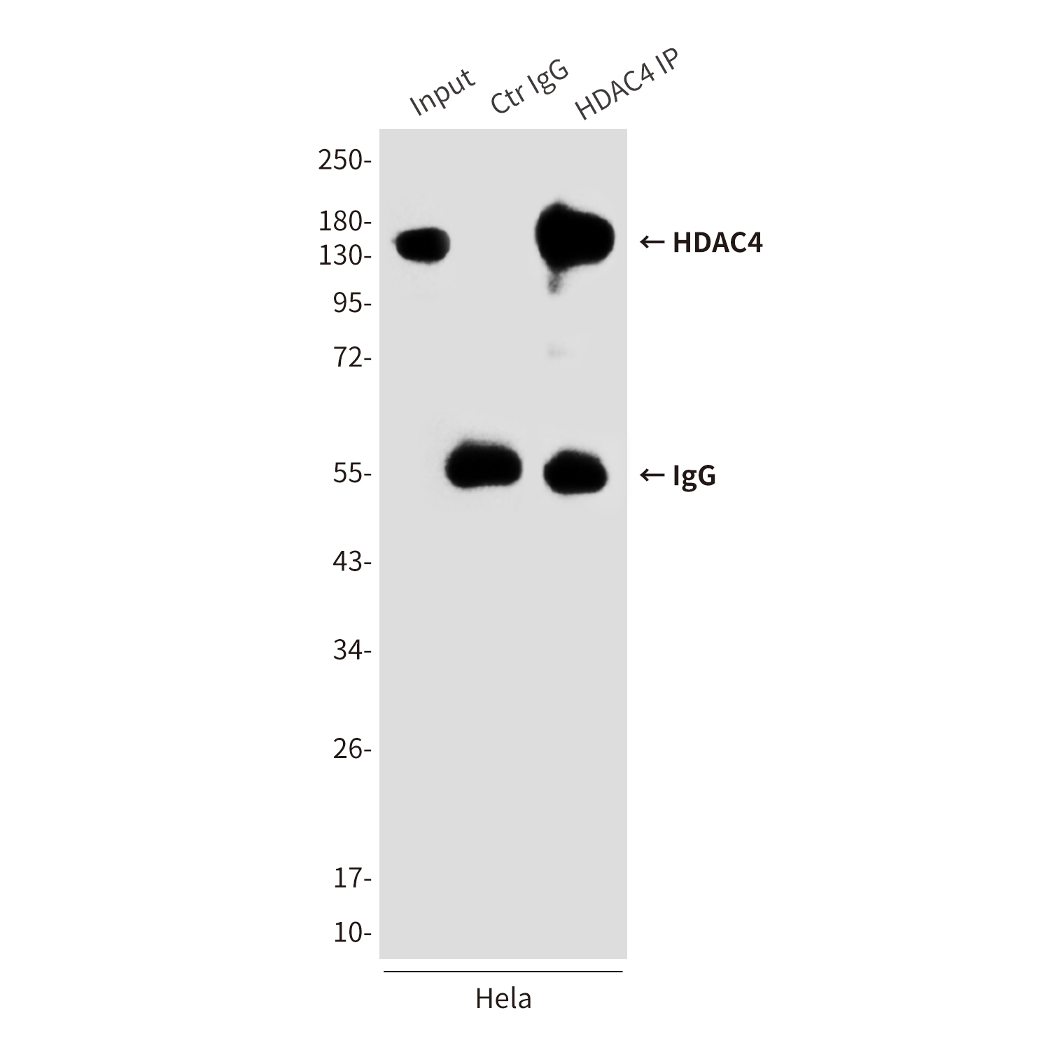 Mouse Monoclonal Antibody to HDAC4