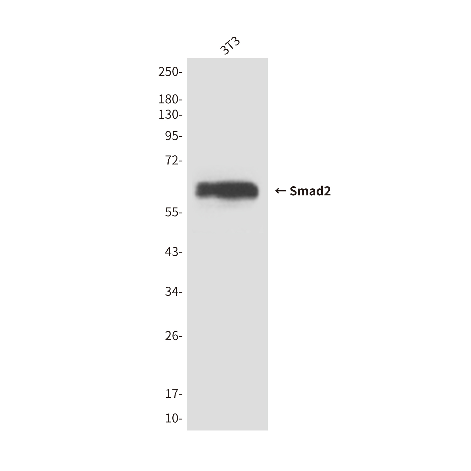 Mouse Monoclonal Antibody to Smad2