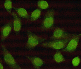 Mouse Monoclonal Antibody to Smad2