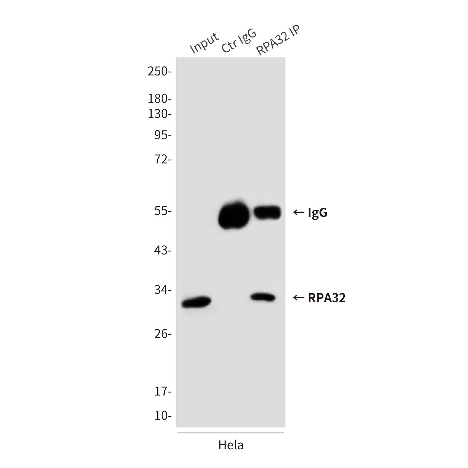 Mouse Monoclonal Antibody to RPA32
