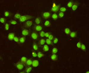 Mouse Monoclonal Antibody to RPA32