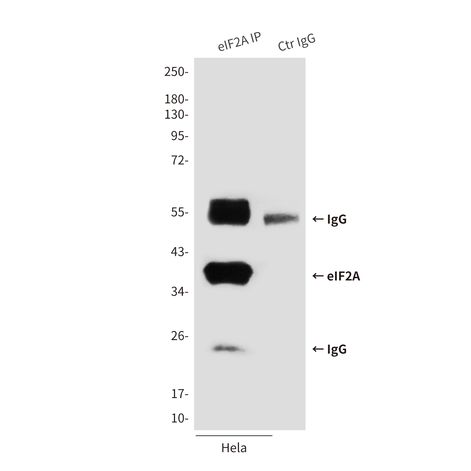 Mouse Monoclonal Antibody to eIF2A