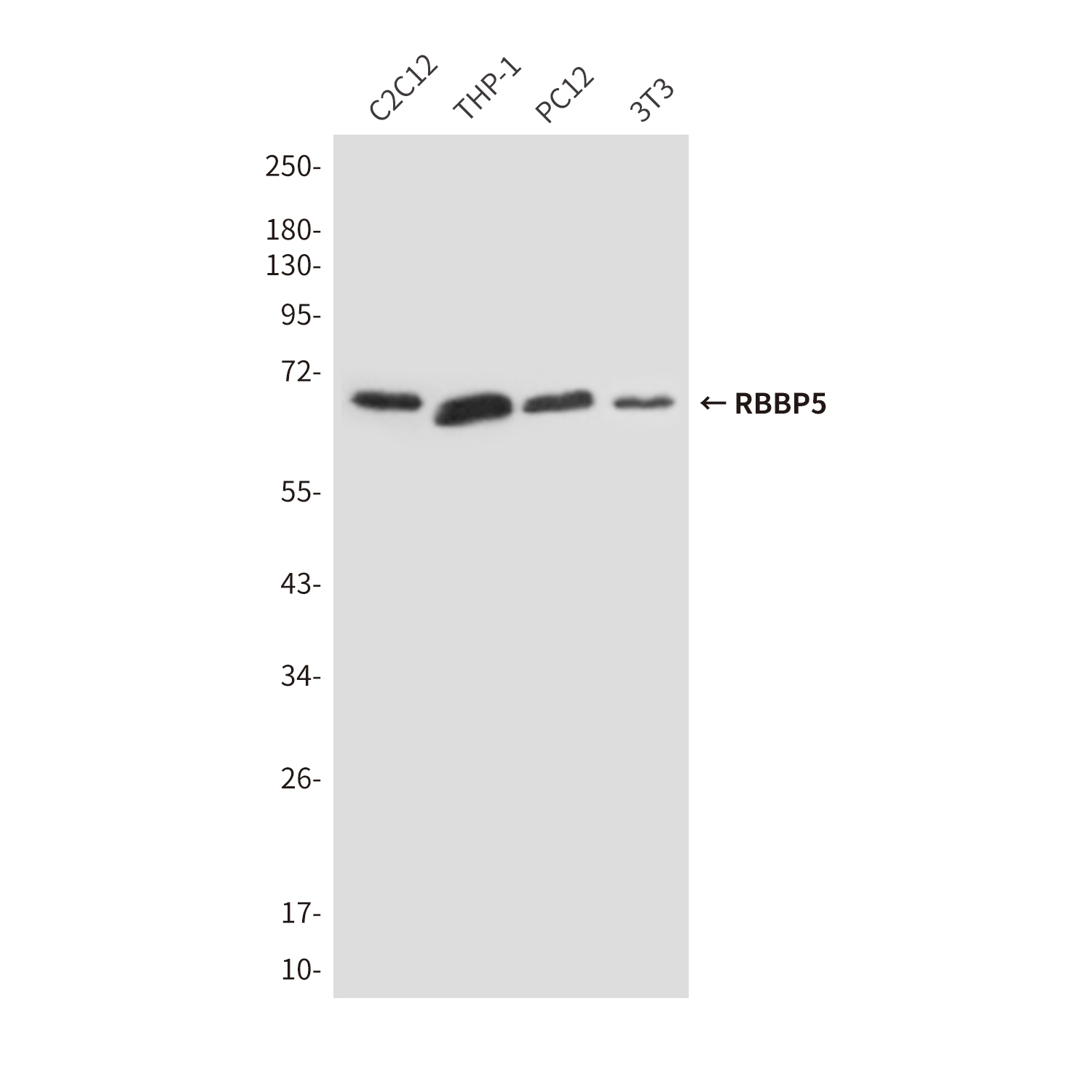 RBBP5