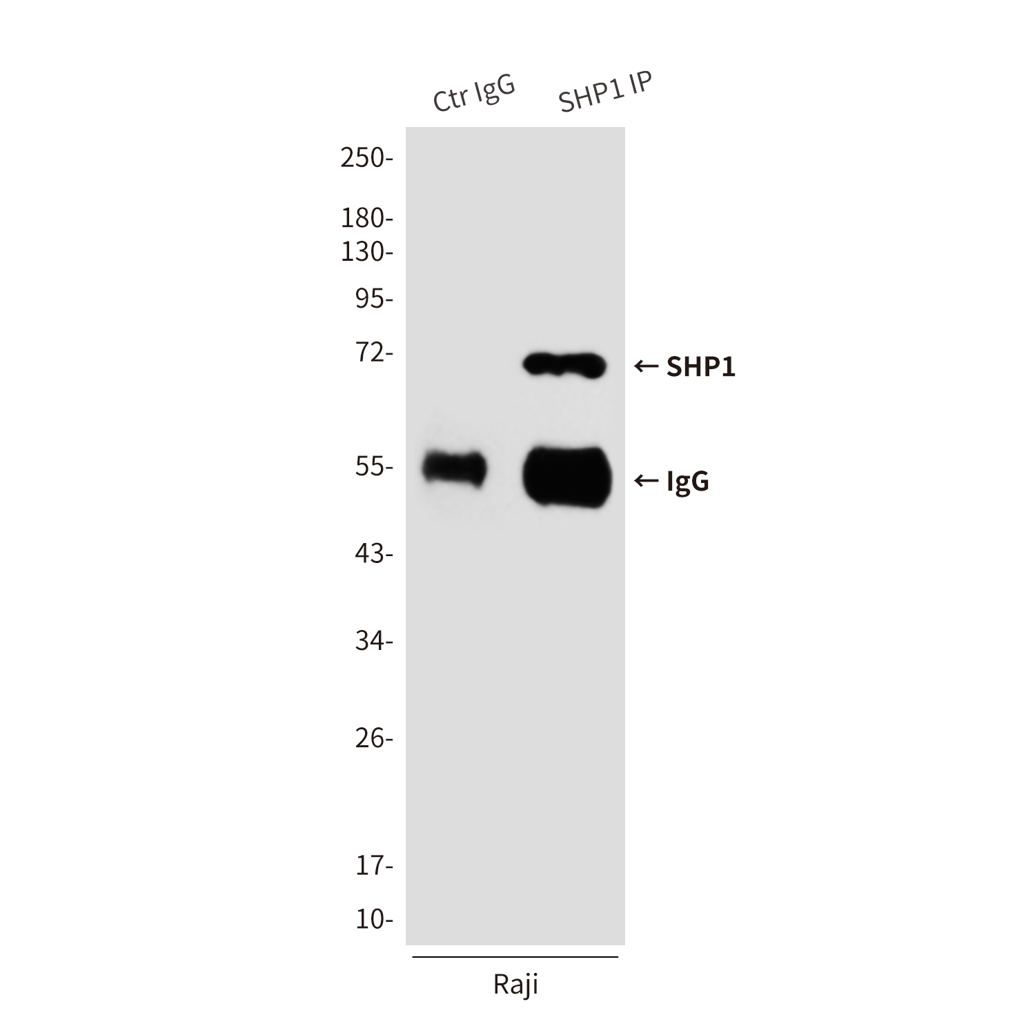 Mouse Monoclonal Antibody to SHP1